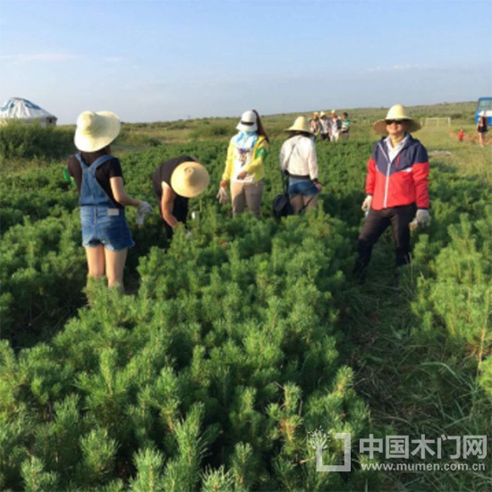 百德木门绿化