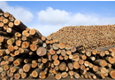 2016木材行情变化多端,木门企业还需做好准备